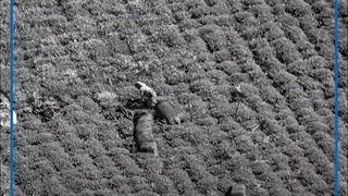 تاریخچه ی کشت چای در ایران