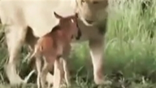 شیر و گوساله فارسی