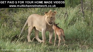 شیر و گوساله انگلیسی