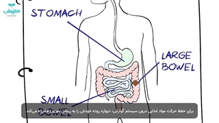 سندرم روده تحریک پذیر چیست؟ | علت و درمان IBS | داروخانه آنلاین مفیدطب