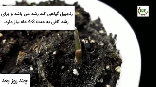 پرورش زنجبیل‌ در خانه