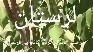 باردهی نهال گردو کانادایی ارغوان در سال سوم