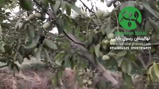 باردهی نهال گردو چندلر ارغوان در سال پنجم