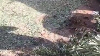 کراشر نخل و مرکبات تراکتوری مدلTP850|ساخت شرکت فناب صنعت گلپا|WWW.FANABSANAT.COM