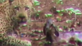 مادرخونده پلنگ بهتر از مادر