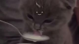 cat !!♡