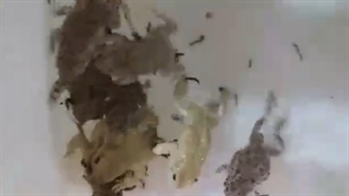 تغذیه زالو با قورباغه