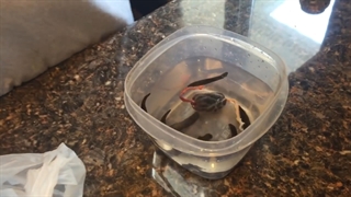 تغذیه زالو به روش سویسی