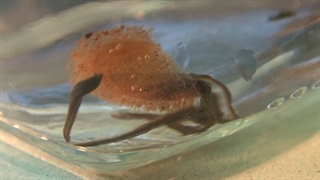 خروج لارو زالو (بچه زالو) از کوکون