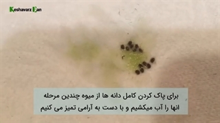 پرورش کیوی در خانه