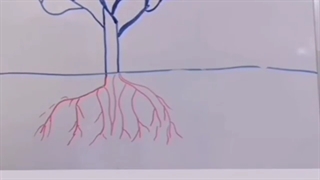 محل ایجاد چالکود