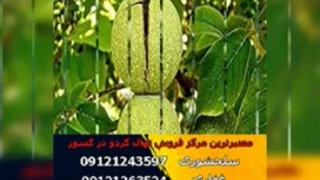 فروش نهال گردو فرنور - چندلر - خوشه ای - اسرائیلی (www.118gerdo.com)