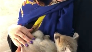 روباه بغل نفیسه روشن لیفت صورت