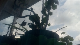 فیلمبردار-حسام الدین شفیعیان