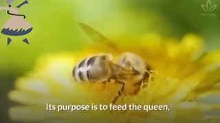 ژل رویال خالص