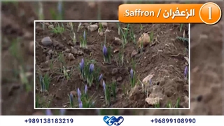 محدود بودن مناطق کاشت زعفران صادراتی