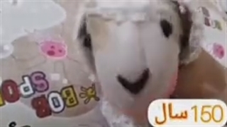 سریال خانواده پشمکی فصل ۱قسمت۱