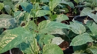 نهال پشن فروت بنفش (نهالستان فروزانی)