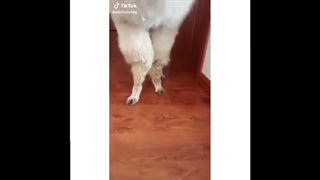 خنده دار ترین میم های یوتیوب قسمت 37