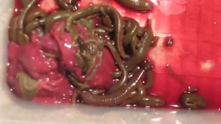 تغذیه زالو با روش جگر تازه