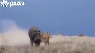 شگفت انگیزترین حملات حیات وحش به انسان و حیوانات