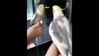 آموزش نگهداری از عروس هلندی قسمت اول