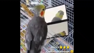 آموزش نگهداری از عروس هلندی قسمت دوم