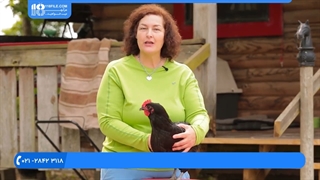 آموزش پرورش مرغ محلی-معرفی سه تا از نژاد های مرغ و نحوه تخم گذاری آن ها