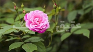 ویدیو فوتیج شکوفه های گل رز در باغ
