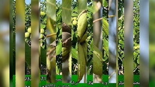 فروش انواع نهال گردو (چندلر-فرنور-اسرائیلی-خوشه ای-پکان-گرمسیر و سردسیر)