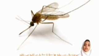 ناقلان خون آشام