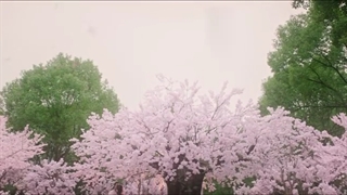 قسمت بیست و چهارم (آخر) سریال چینی عزیزم، فرار نکن فصل دوم - Honey Don't Run Away 2 2021 با زیرنویس فارسی