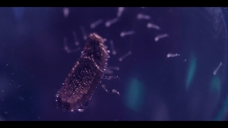 تریلر فیلم Mosquito State 2020