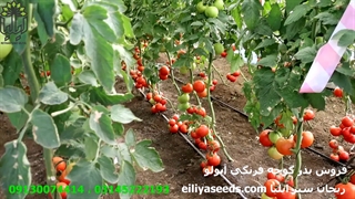 ریحان سبز ایلیا - بذر گلخانه ای با بهترین کیفیت