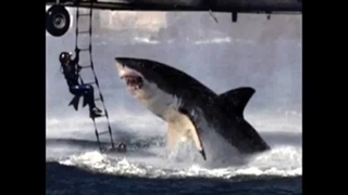 Shark attacks Navy Helicopter