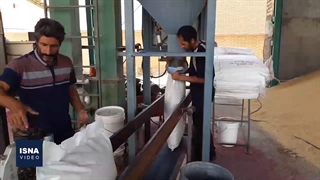 قم، رتبه نخست تولید بذرهای جو و گندم