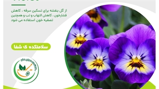 خواص گل بنفشه