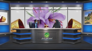 روز مزرعه زعفران لرستان