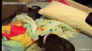 اونایی که میگن گربه موزماره لطفا ببین