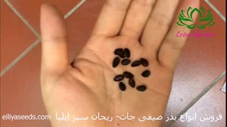 آموزش کاشت بذر هندوانه در خانه