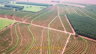 رنگ خوراکی آناتو در صنایع غذایی