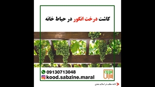 کاشت درخت انگور در حیاط خانه_مشاوره ی واتساپ09130713048_سبزنه مارال یزد