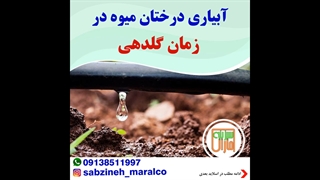 آبیاری درختان میوه در زمان گلدهی_مشاوره واتساپ09138511997_سبزینه مارال یزد