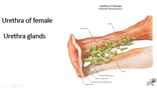 پیشابراه. پزشکی
