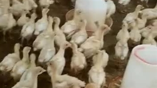 بوقلمون 15 روزه