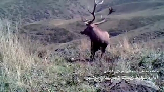 تصاویری از مرال های نر (گوزن قرمز) در فصل گاوبانگی