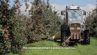 طرز تهیه سرکه سیب - فرآوری برداشت سیب - کارخانه سرکه سیب