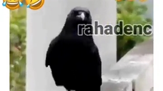 کلاغه بهتر از من راه میره.......
