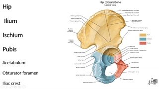استخوان هیپ. پزشکی