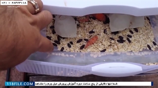 آموزش پرورش میلورم -غربال کامل کرم ها-مرحله تولید محصول